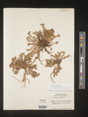 Polypremum procumbens image