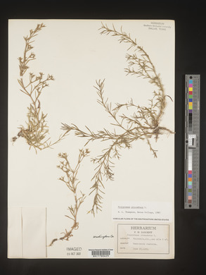 Polypremum procumbens image