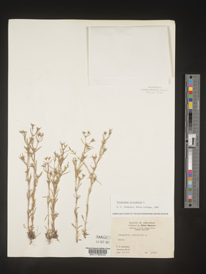 Polypremum procumbens image