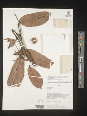 Image Associated With the Occurence
