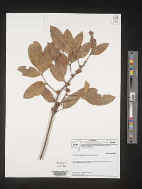 Image Associated With the Occurence