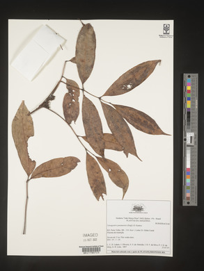 Tetragastris panamensis image