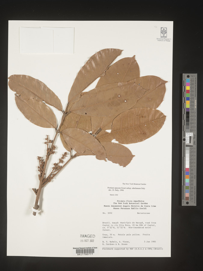 Protium opacum image