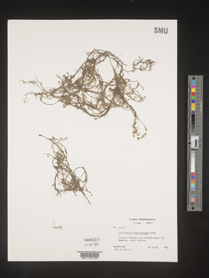 Callitriche heterophylla image