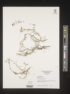 Callitriche heterophylla image