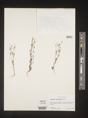 Campanula angustiflora image