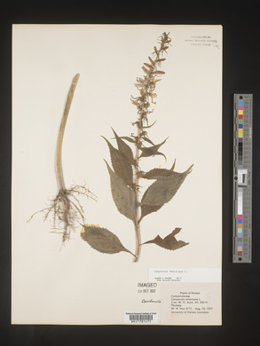 Campanulastrum americanum image