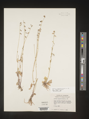 Lobelia appendiculata image