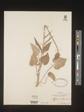 Image Associated With the Occurence