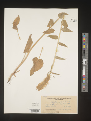 Image Associated With the Occurence