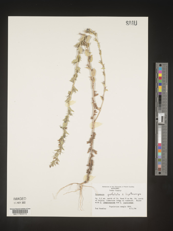 Triodanis leptocarpa image