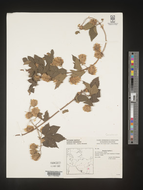Image Associated With the Occurence
