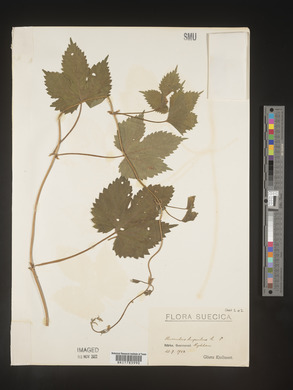 Image Associated With the Occurence