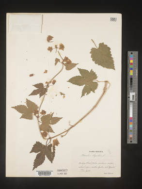 Image Associated With the Occurence