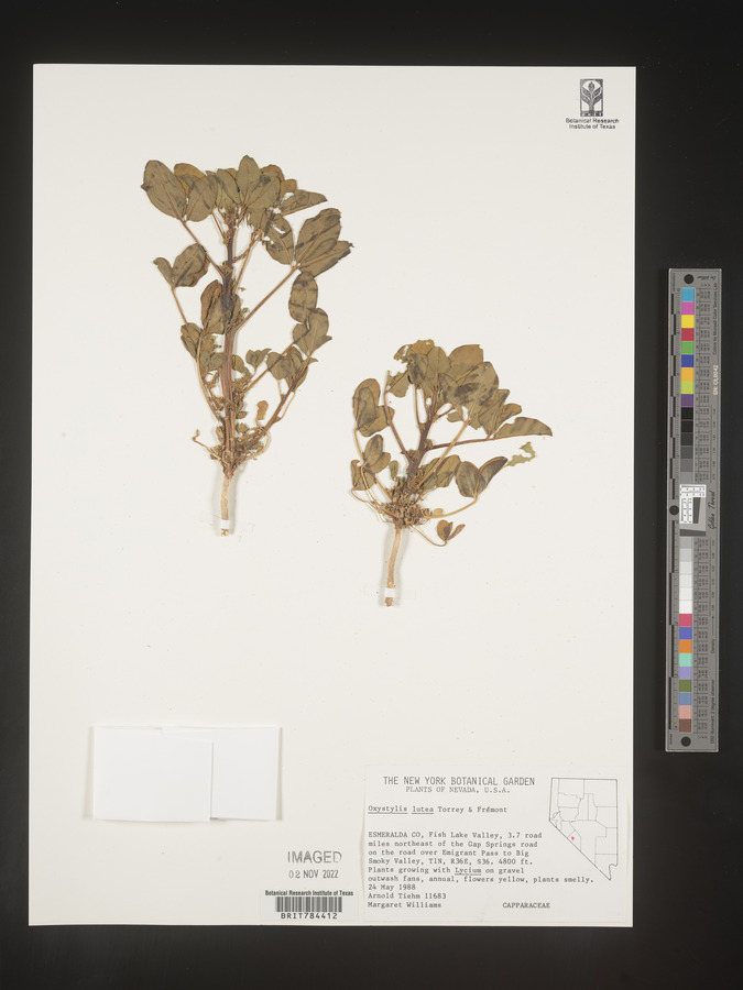 Oxystylis lutea image