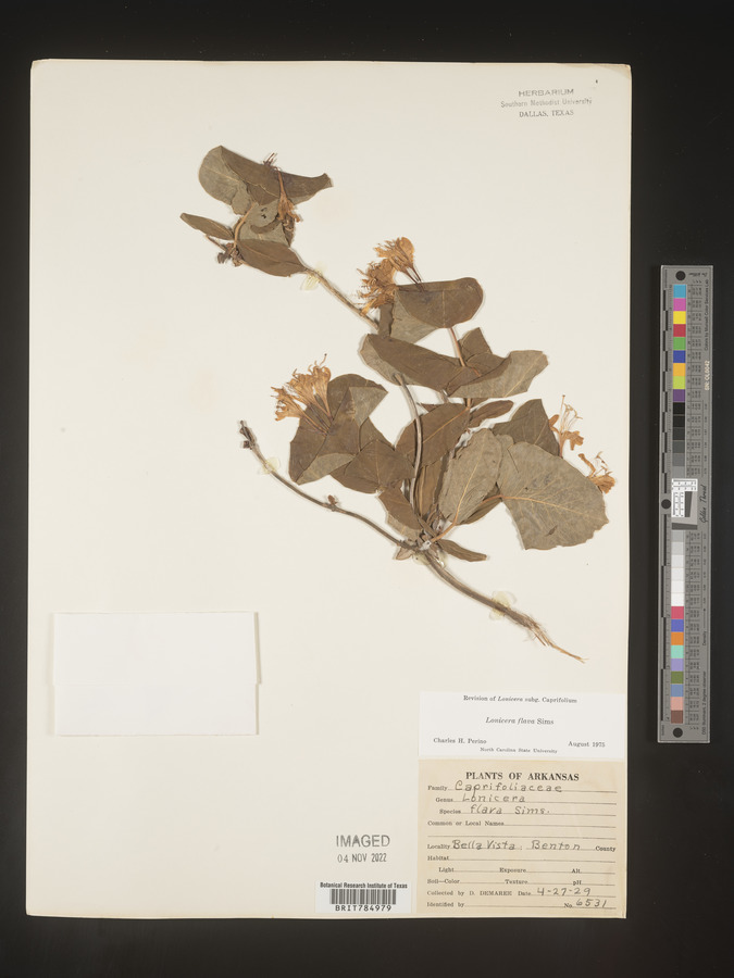 Lonicera flava image