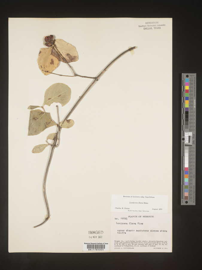 Lonicera flava image