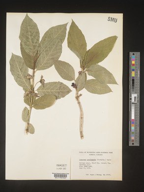 Lonicera involucrata image