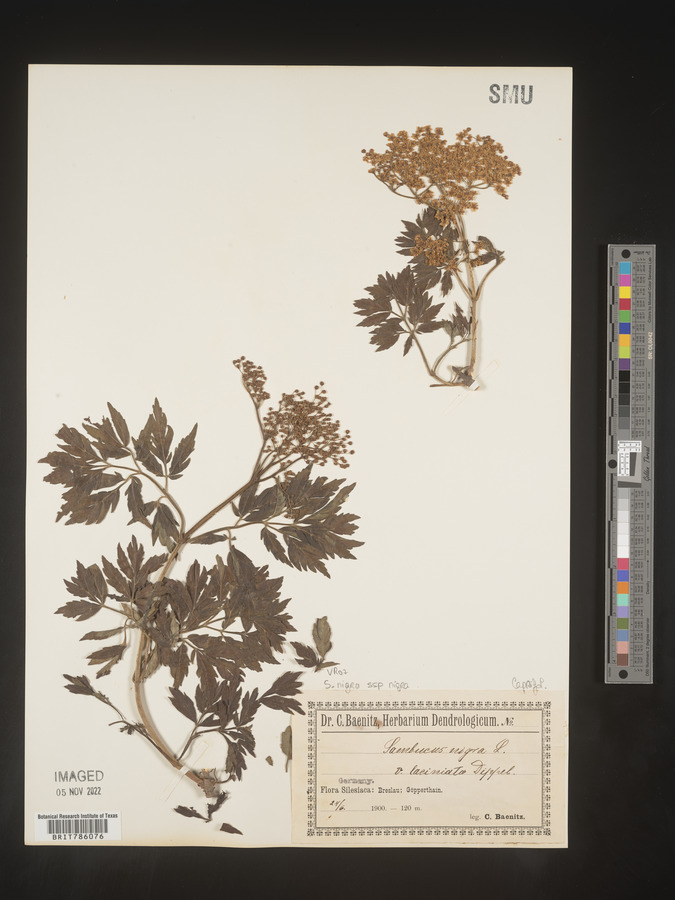 Sambucus nigra var. laciniata image