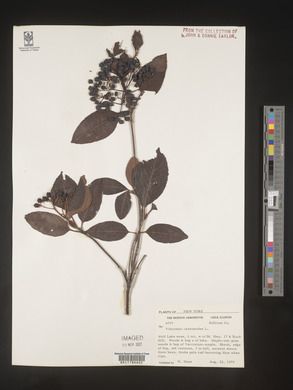 Viburnum cassinoides image