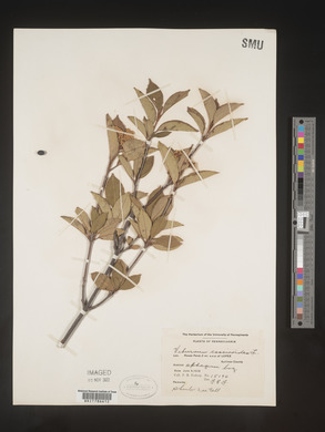 Viburnum cassinoides image