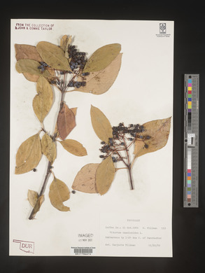 Viburnum cassinoides image