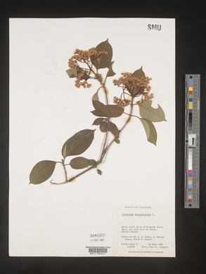 Viburnum cassinoides image