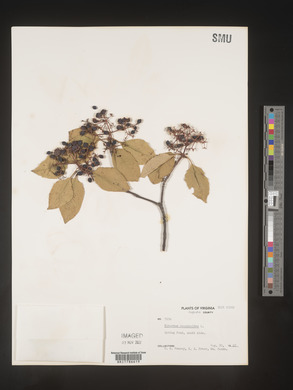 Viburnum cassinoides image