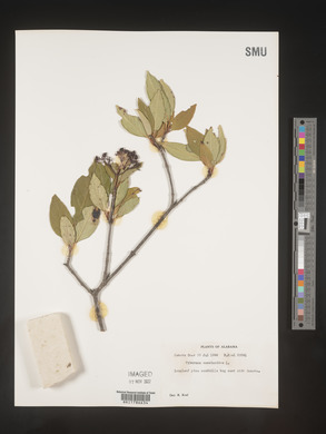 Viburnum cassinoides image