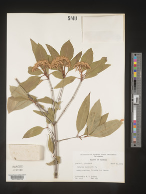 Viburnum cassinoides image