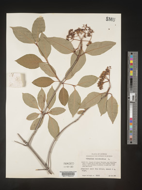 Viburnum cassinoides image