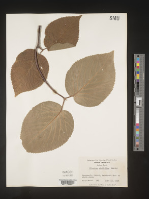 Viburnum lantanoides image