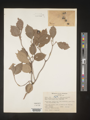 Viburnum rafinesqueanum image