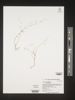 Arenaria serpyllifolia image