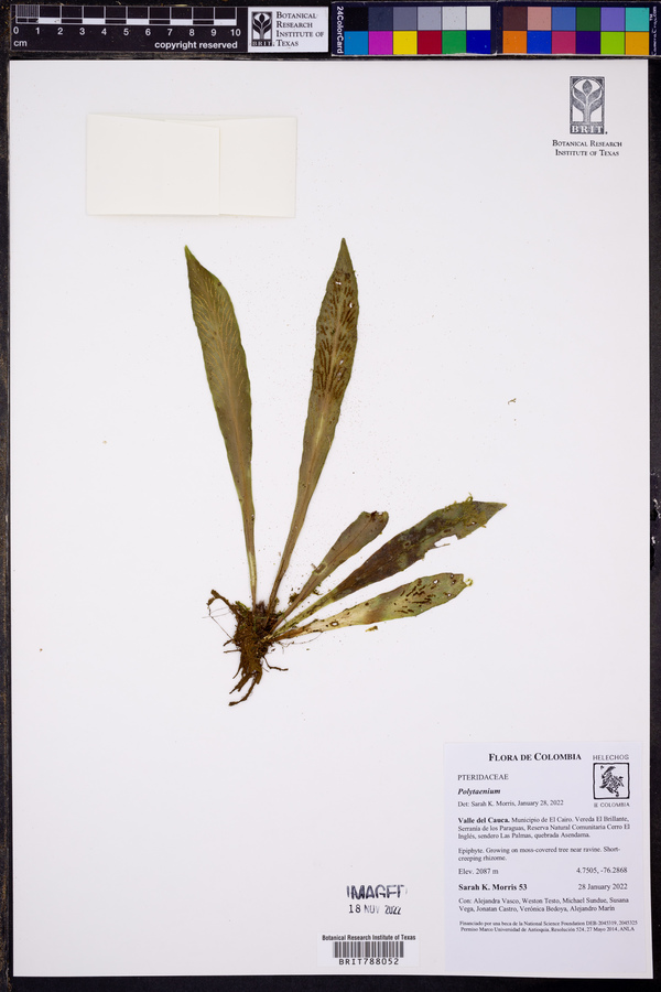 Polytaenium cajenense image
