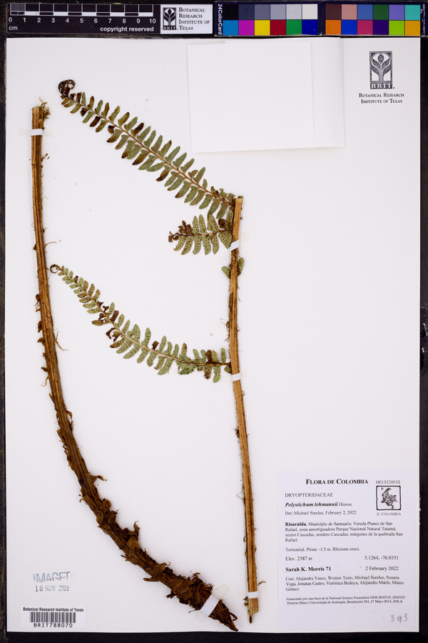 Polystichum lehmannii image