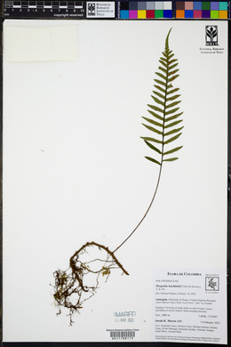 Pleopeltis buchtienii image