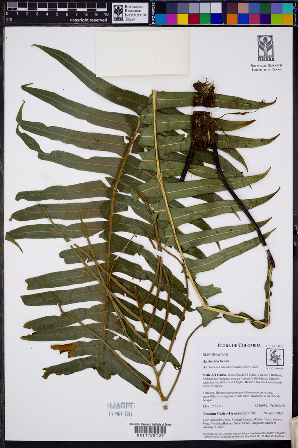 Austroblechnum wardiae image