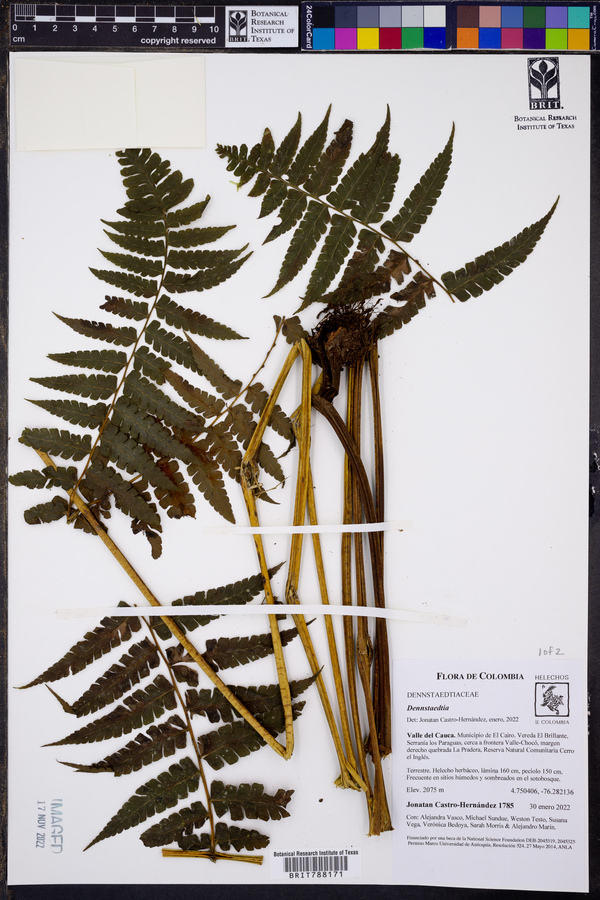 Dennstaedtia auriculata image