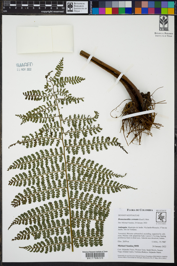 Dennstaedtia cornuta image