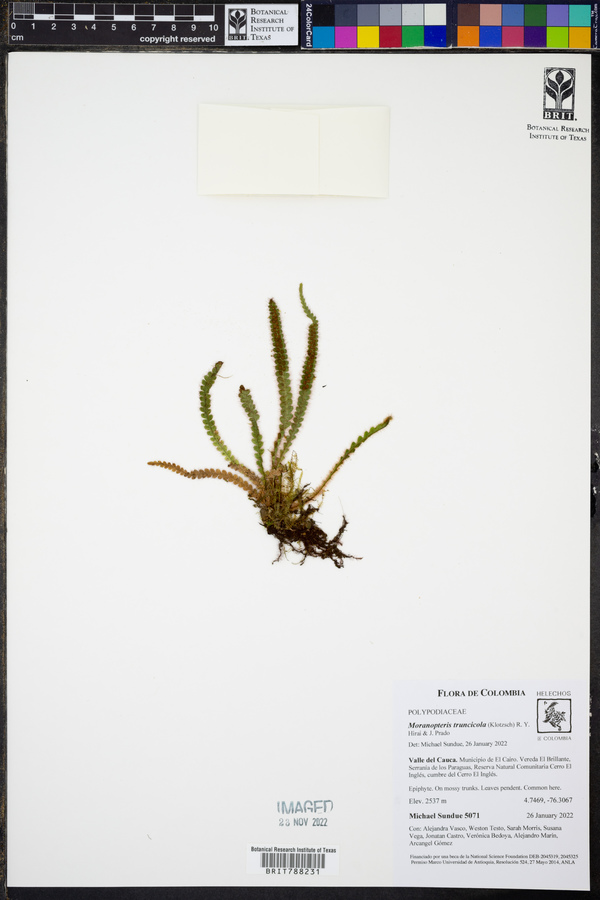 Moranopteris truncicola image