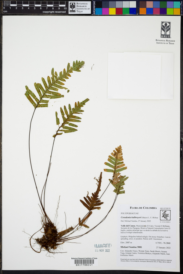 Ceradenia kalbreyeri image
