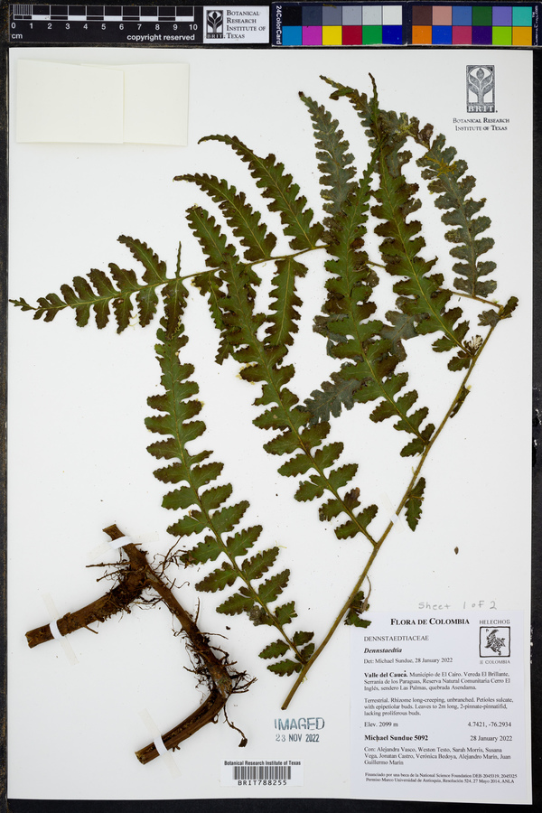 Dennstaedtia auriculata image