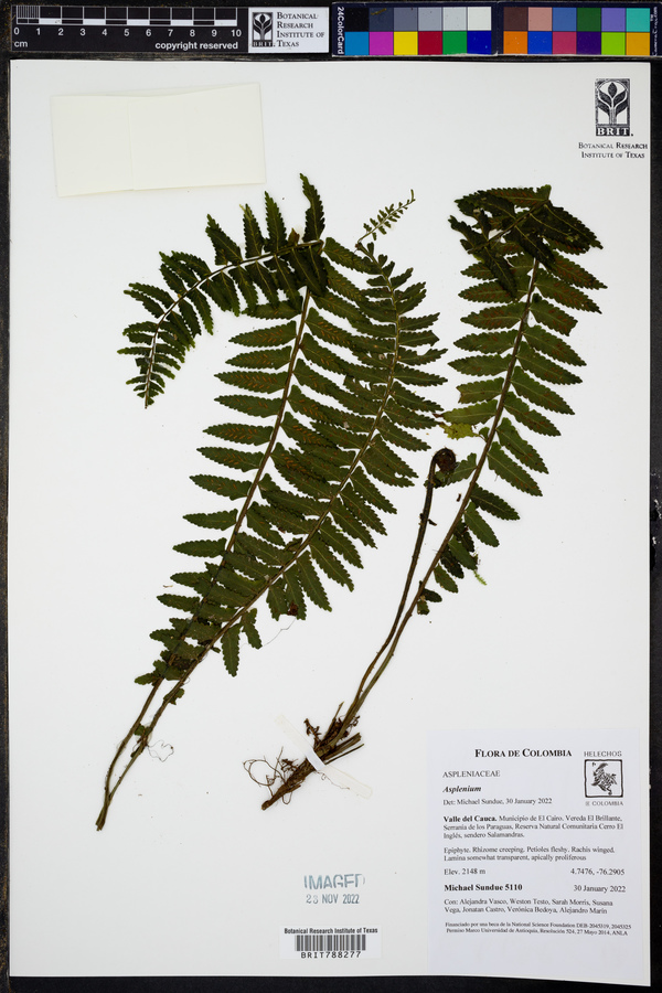 Asplenium rosenstockianum image