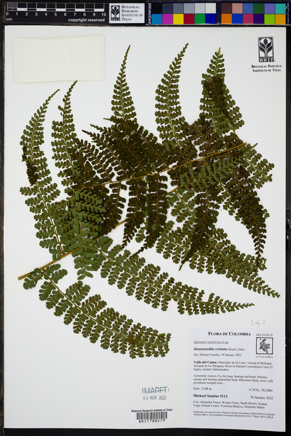 Dennstaedtia cornuta image