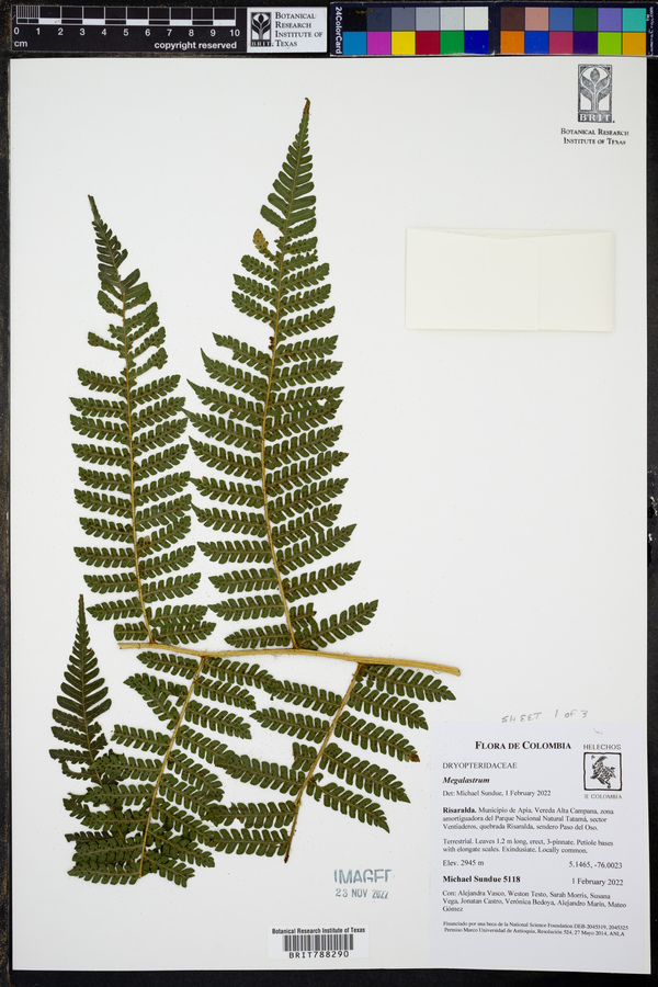 Megalastrum miscellum image
