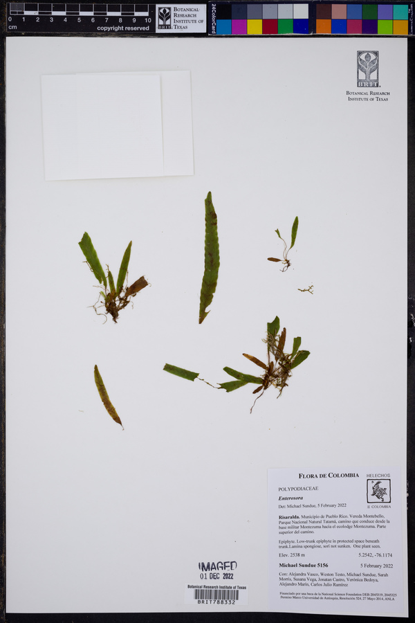 Enterosora ecostata image