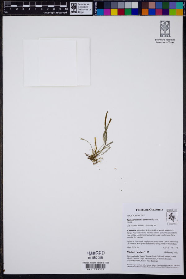 Stenogrammitis jamesonii image