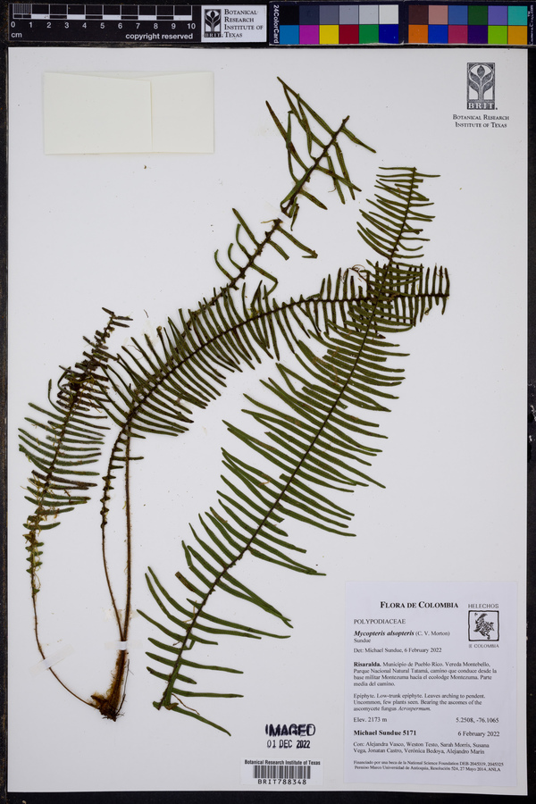 Mycopteris attenuatissima image