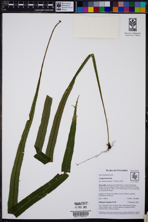 Campyloneurum chlorolepis image